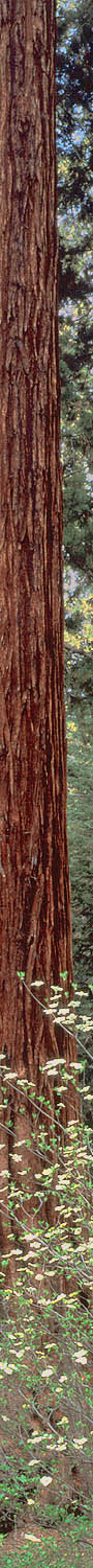 sequoia_sl1