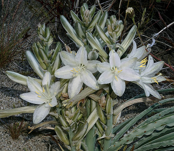 SJ04676-85