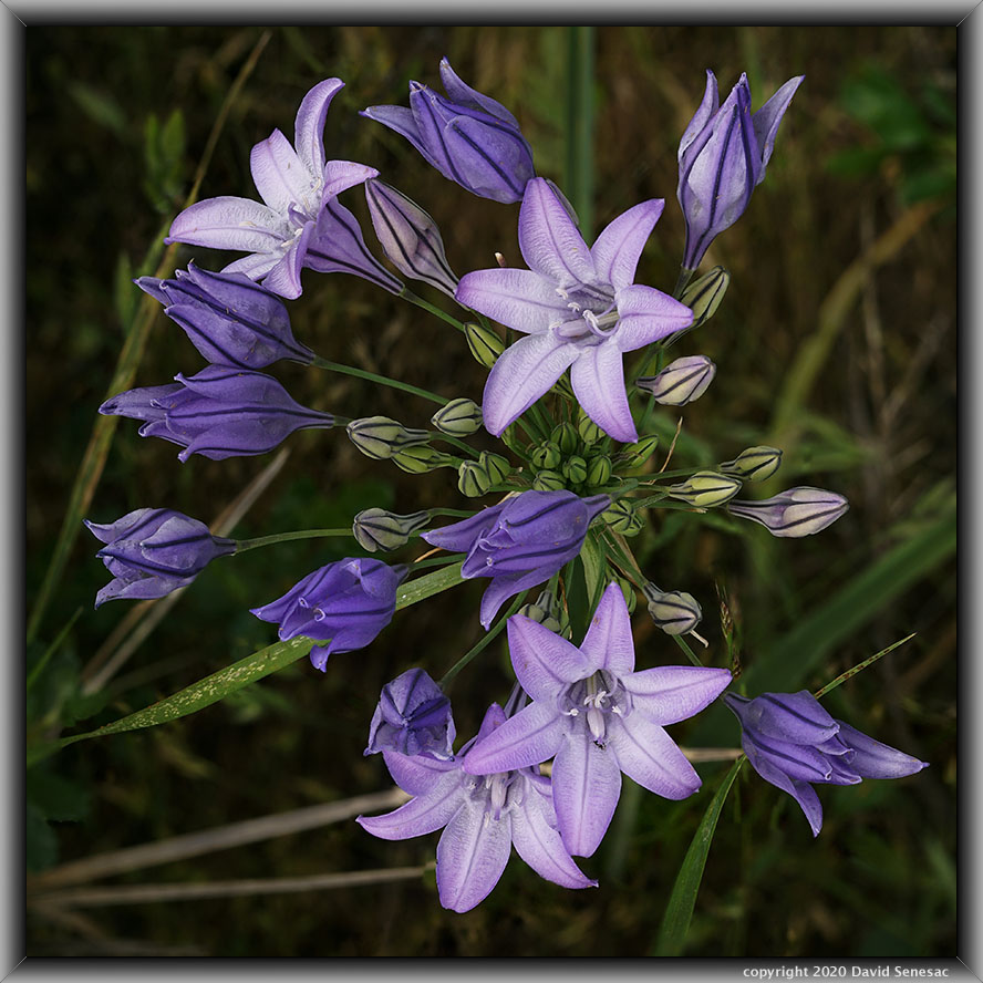 SS06478-87
