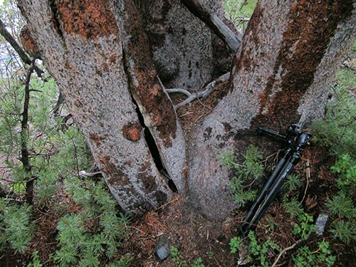V-tree-shelter
