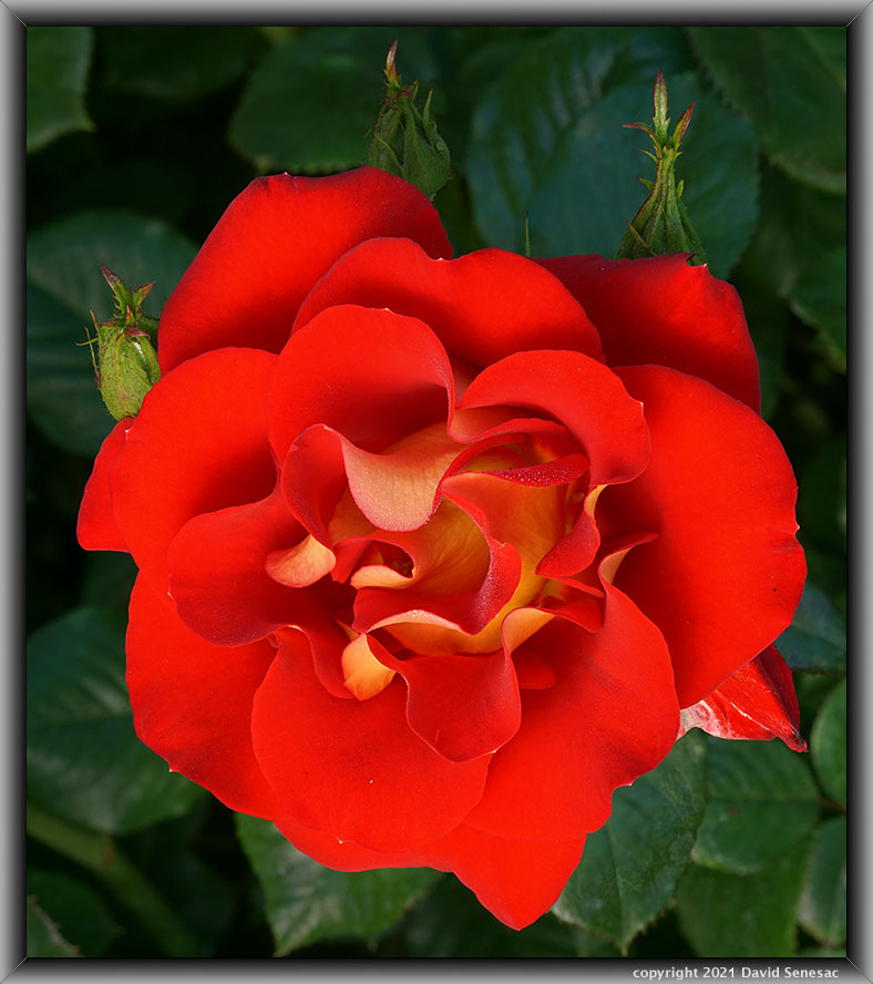 TF04227-42 Ketchup & Mustard rose bloom. TF04227-42