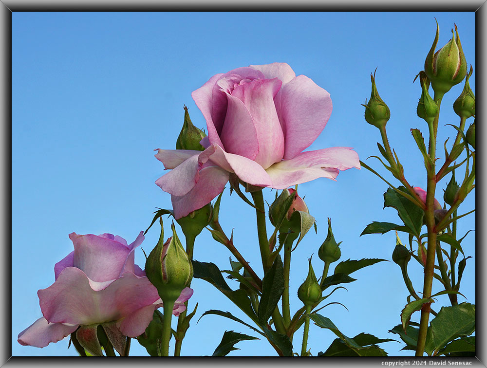 TF04267-84 Violet’s Pride rose bloom up in blue sky. TF04267-84