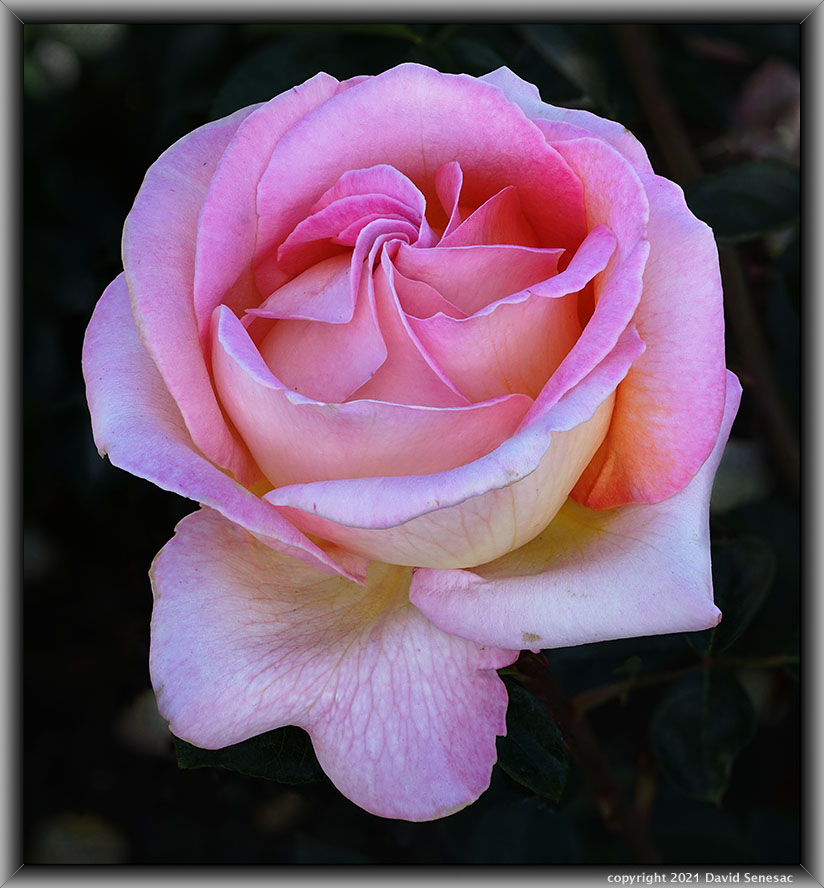 TF04299-17 Pink Promise rose bloom. TF04299-17