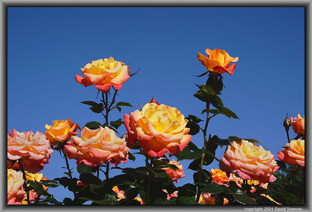 TF04318-39 Day Breaker rose blooms up in blue sky. TF04318-39