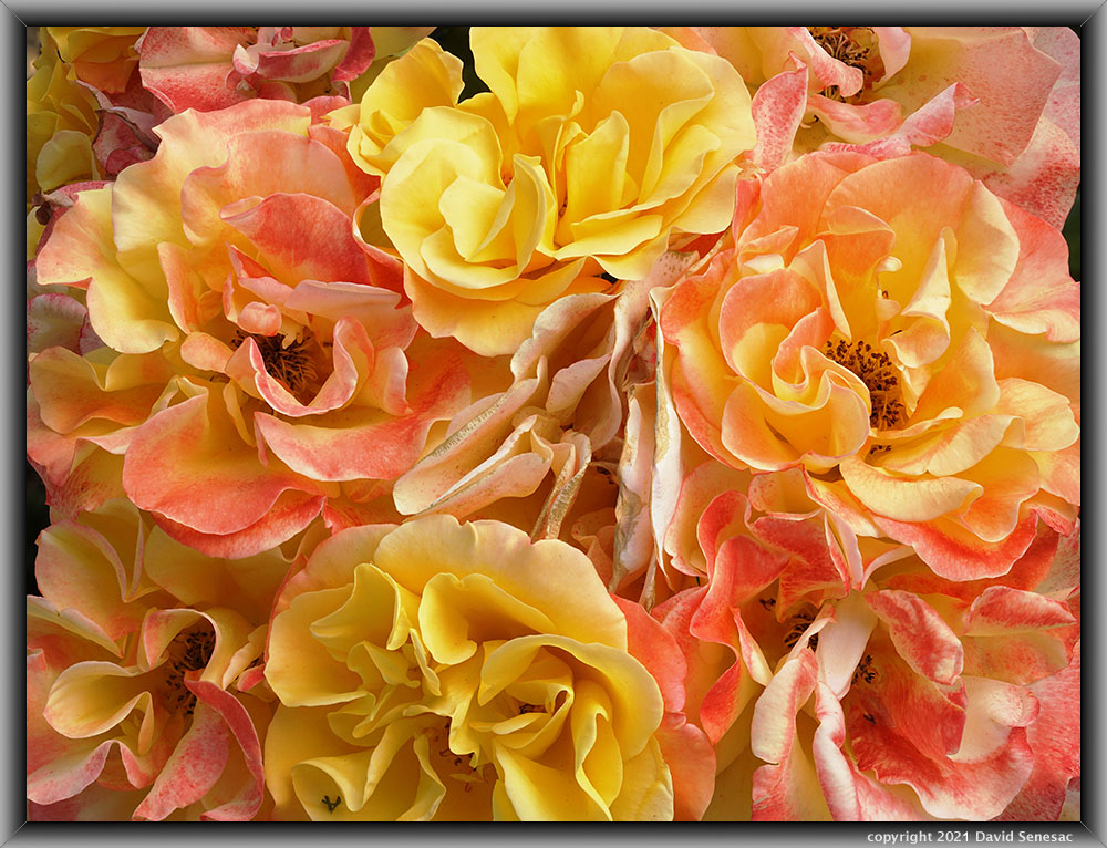 TF04356-78 Cluster of yellow orange Life of the Party rose blooms.
TF04356-78