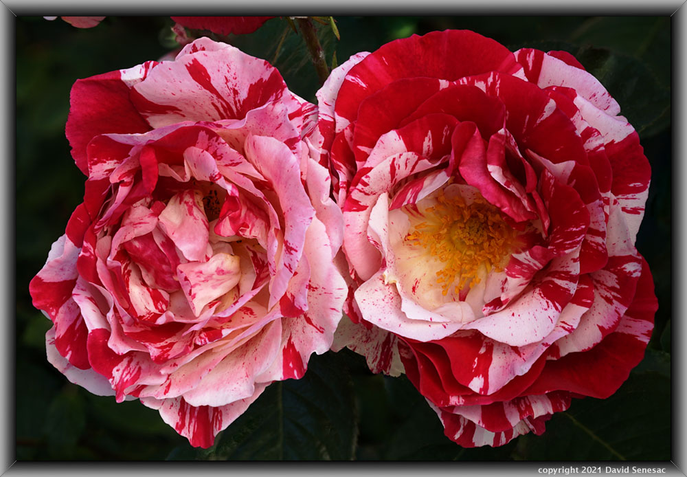 TF04548-73 Two Sentimental rose blooms. TF04548-73