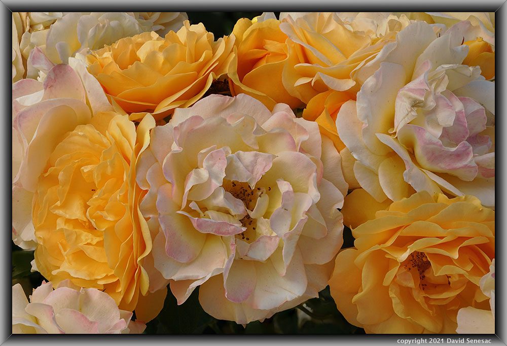TF04574-06 Cluster Celebrity rose blooms. TF04574-06