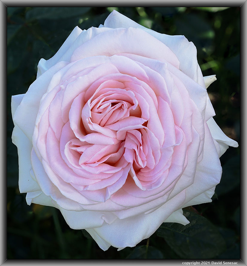 TF04593-27 Painted Porcelain rose bloom. TF04593-27