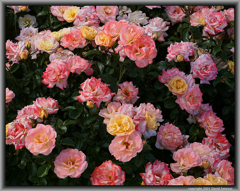 TF04608-27 Cluster Life of the Party rose blooms. TF04608-27