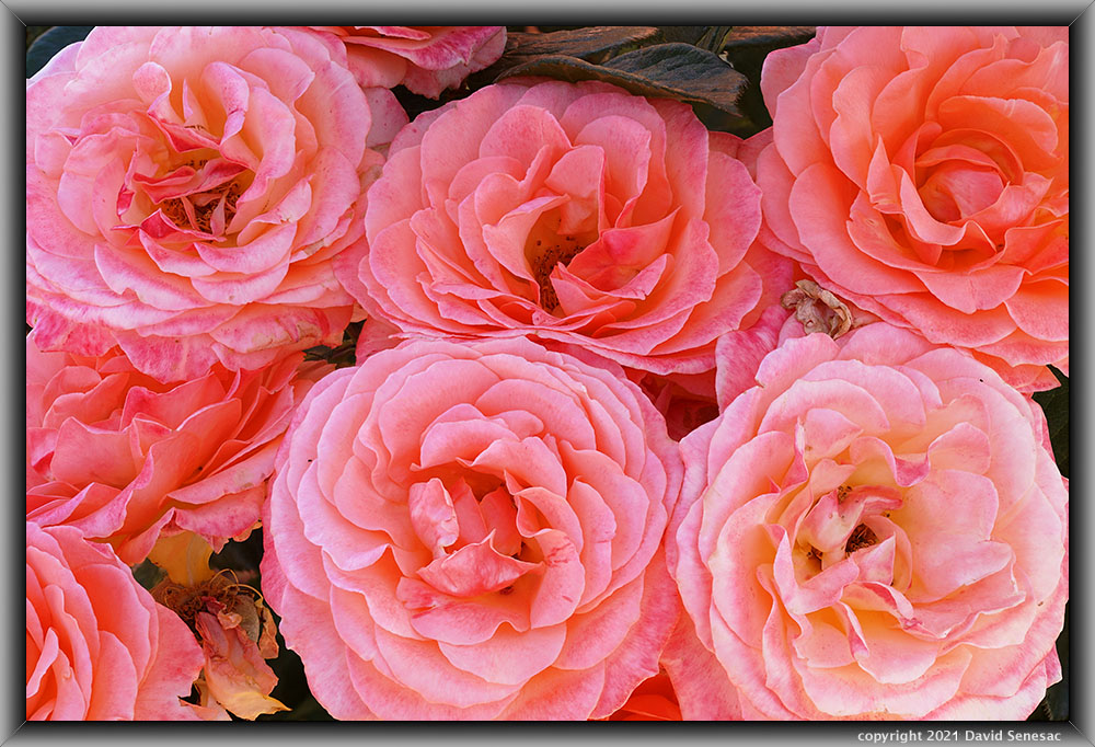 TF04628-63 Cluster of Marmalade Skies rose blooms. TF04628-63