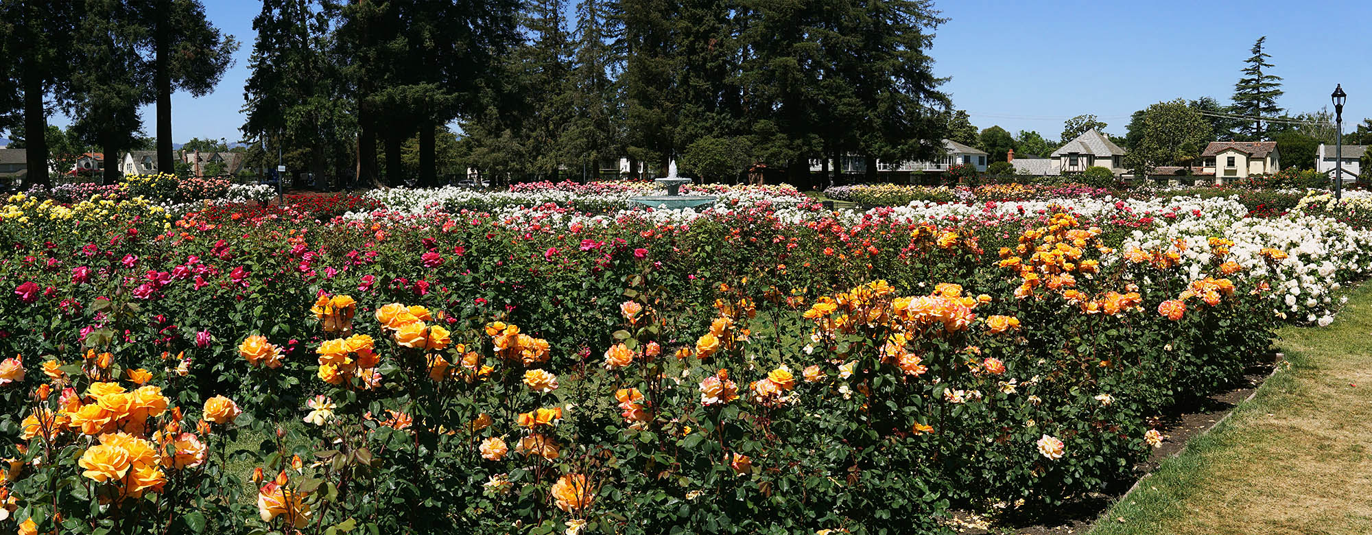 F04697-04737-2x1hy San Jose Municipal Rose Garden F04697-04737-2x1hy