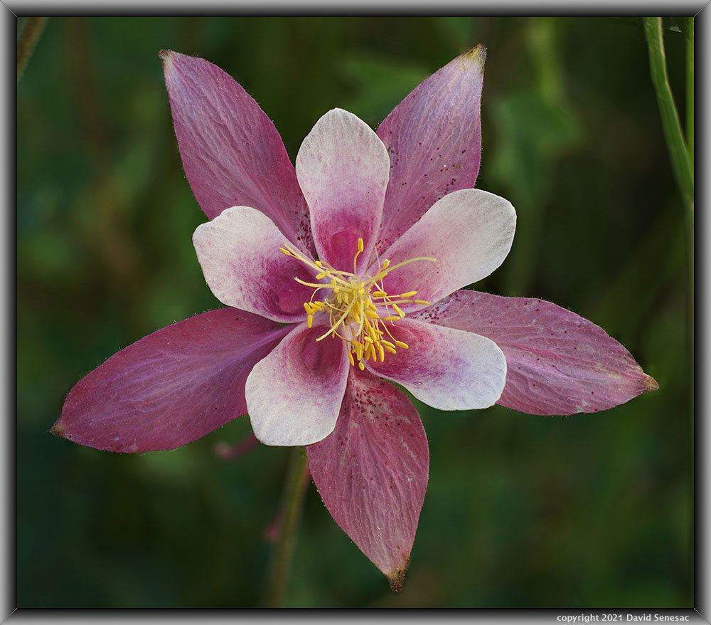 TI08379-08 Close-up Coville's columbine flower. TI08379-08