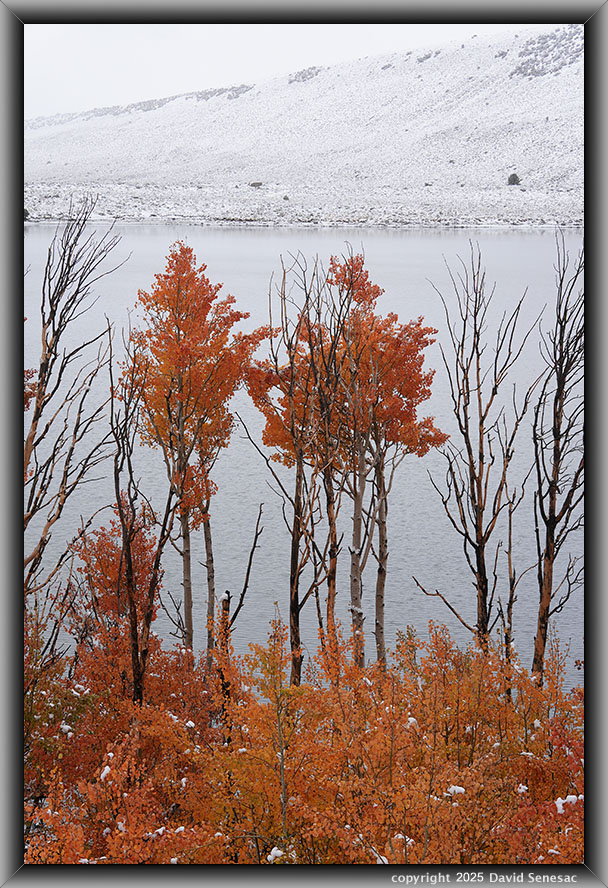 VA04064-75 snow, quaking aspen, Grant Lake. VA04064-75