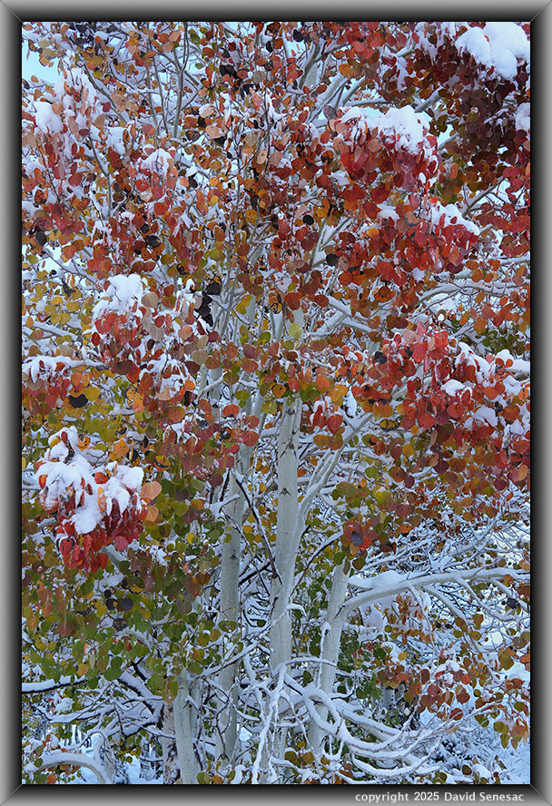 VA04120-34 snow, quaking aspen. VA04120-34