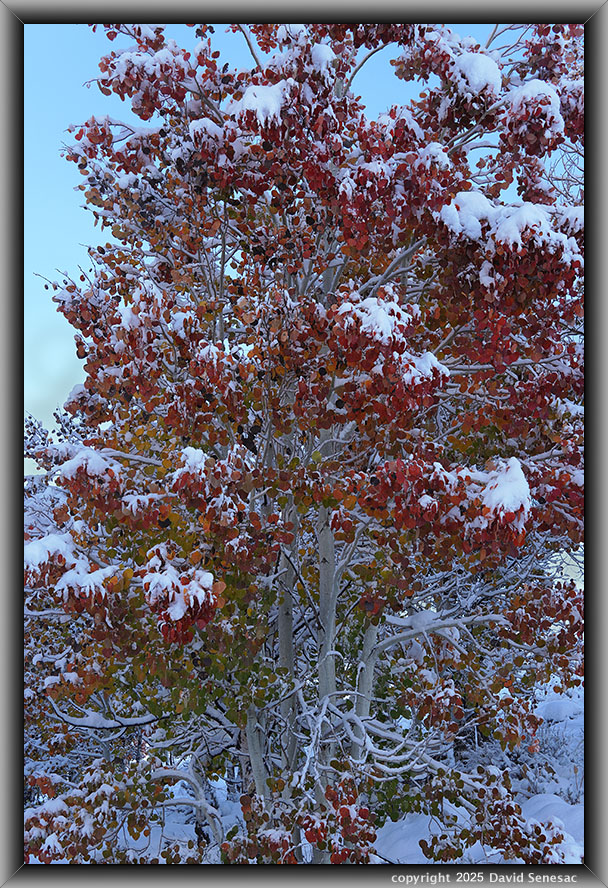 VA04135-43 snow, quaking aspen. VA04135-43
