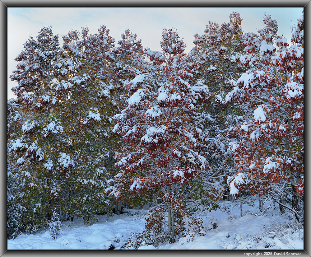 VA04151-04165-2x1v snow, quaking aspen. VA04151-04165-2x1v