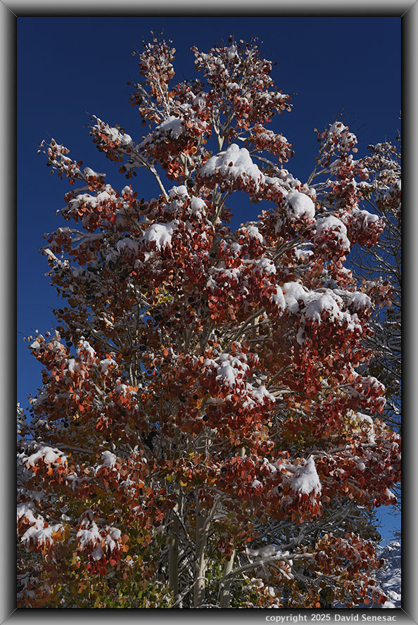 VA04217-23 snow, quaking aspen. VA04217-23