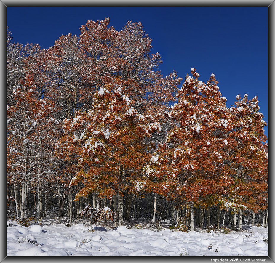 VA04217-23 snow, quaking aspen. VA04256-04267-2x1v