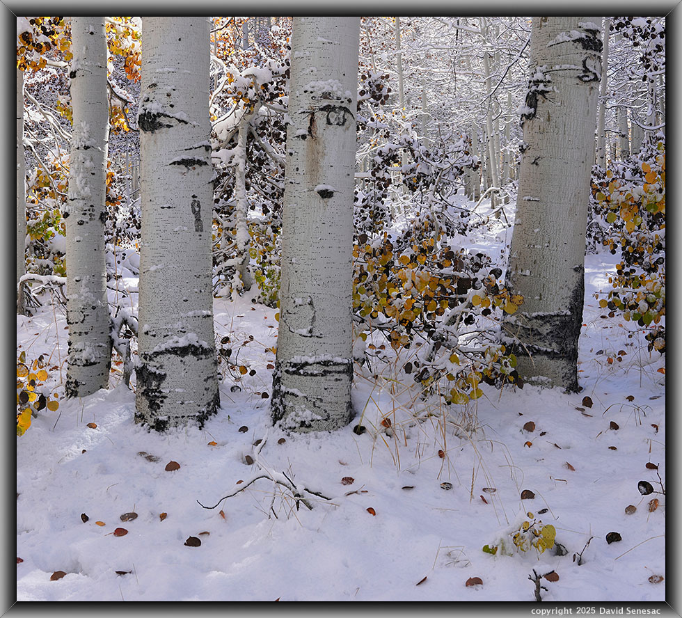 VA04275-04305-1x2h snow, quaking aspen. VA04275-04305-1x2h