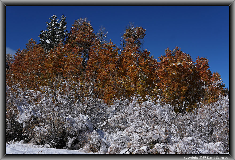 VA04321-24 snow, quaking aspen, jeffrey pine. VA04321-24