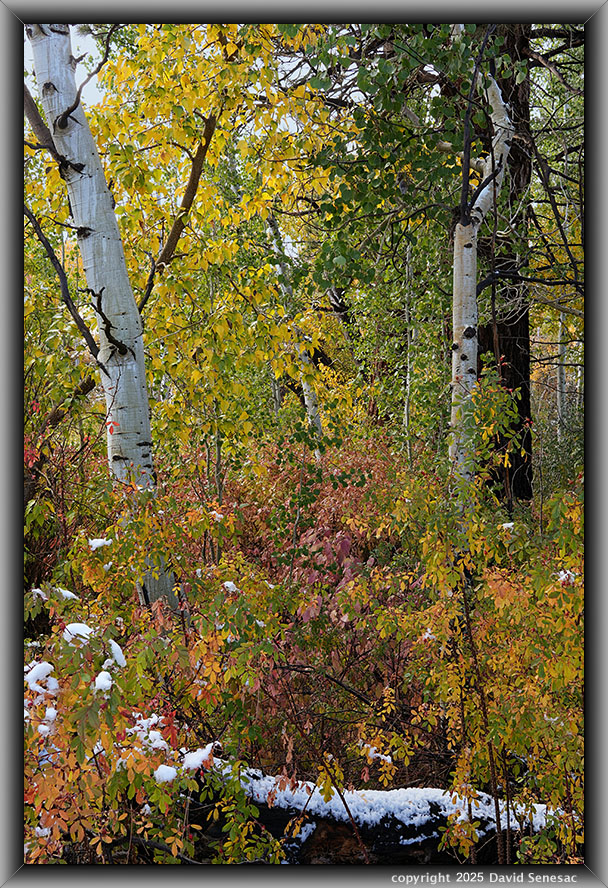 VA04365-79 snow, quaking aspen, creek dogwood, wood rose, black cottonwood, jeffrey pine. VA04365-79