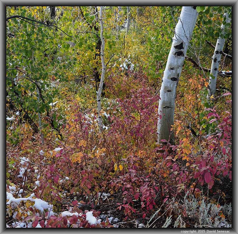 VA04380-04409-1x2h snow, quaking aspen, creek dogwood, wood rose, black cottonwood. VA04380-04409-1x2h