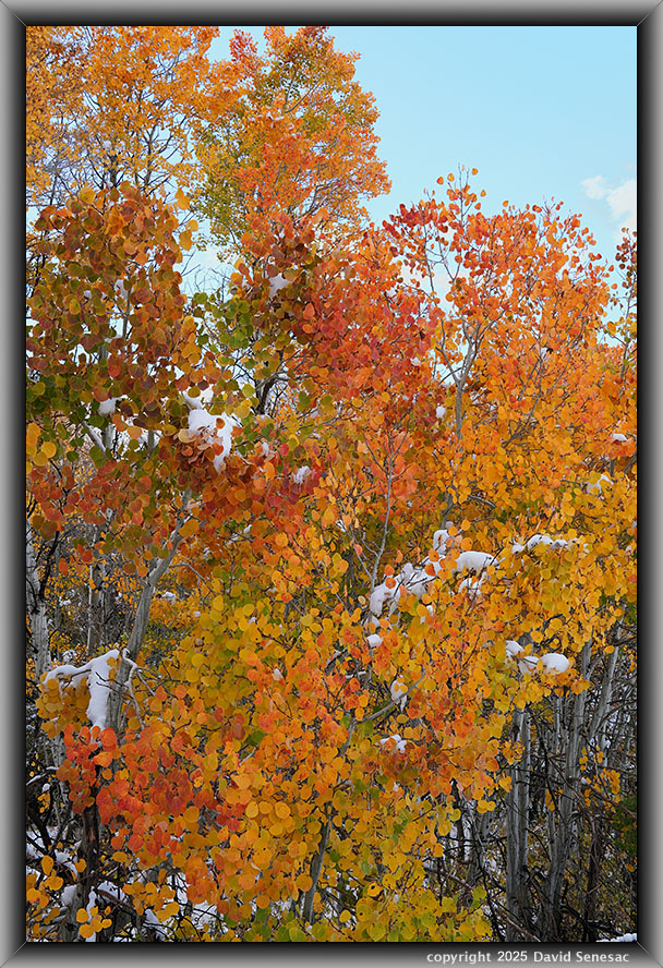 VA04504-13 snow, quaking aspen. VA04504-13