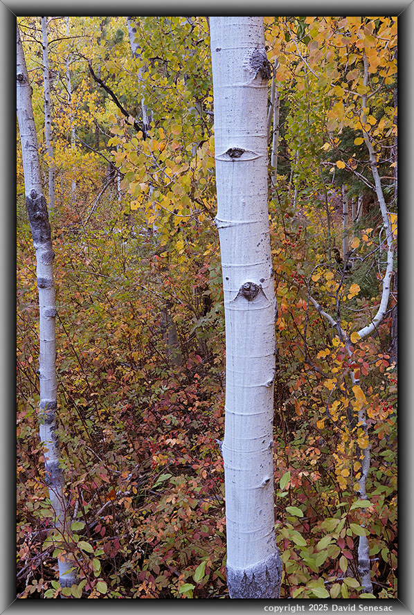 VA04522-38 snow, quaking aspen, creek dogwood, wood rose. VA04522-38