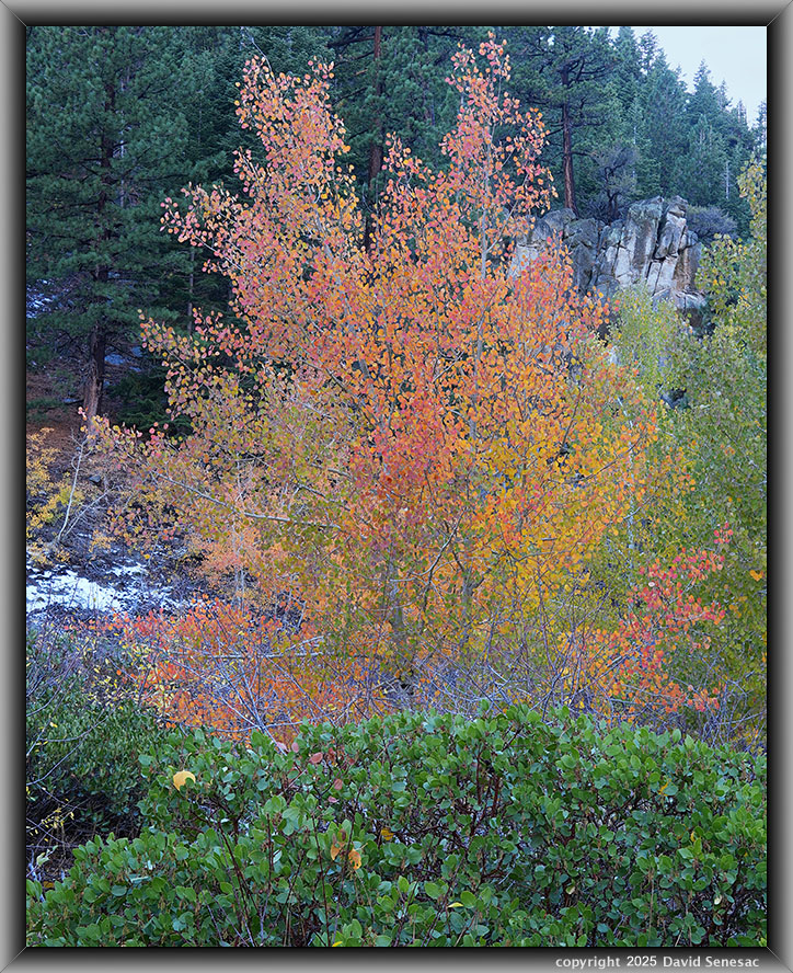 VA04563-75 snow, quaking aspen, manzanita, jeffrey pine, white fir. VA04563-75