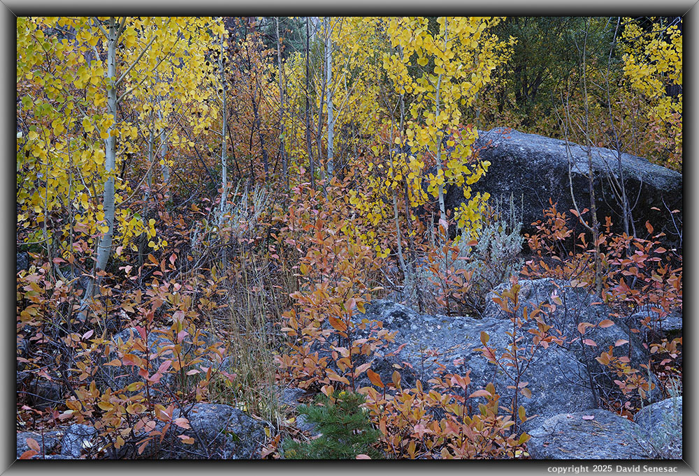 VA04634-43 quaking aspen, big sagebrush, dogwood, jeffrey pine, white fir. VA04634-43