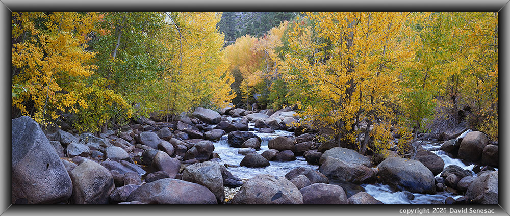 VA04686-04709-2x1h West Fork Carson River, quaking aspen, black cottonwood, creek dogwood, willow, jeffrey pine. VA04686-04709-2x1h