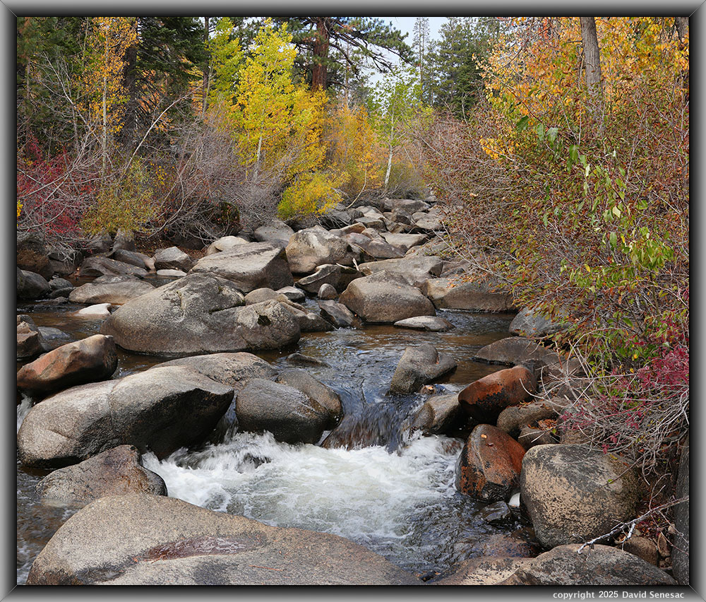 VA04776-4798-2x1v West Fork Carson River, quaking aspen, black cottonwood, creek dogwood, willow, white fir, jeffrey pine. VA04776-4798-2x1v