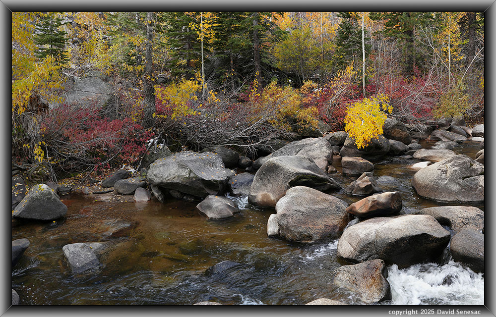 VA04820-4836-3x1v West Fork Carson River, quaking aspen, black cottonwood, creek dogwood, willow, white fir, jeffrey pine. VA04820-4836-3x1v
