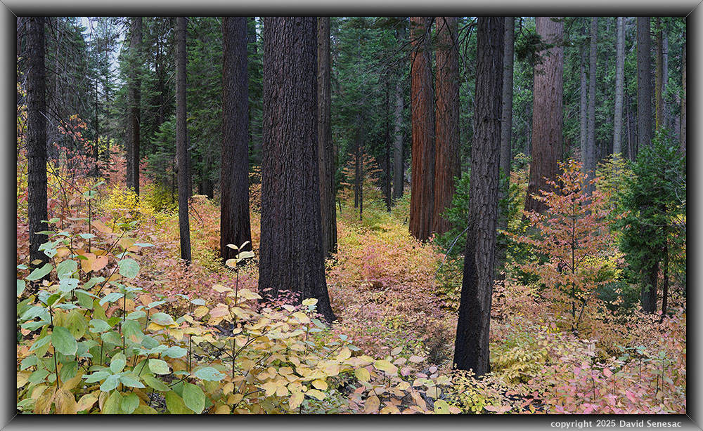 VB04969-05008-3x1v giant sequoia, Pacific dogwood, incense cedar, sugar pine. VB04969-05008-3x1v