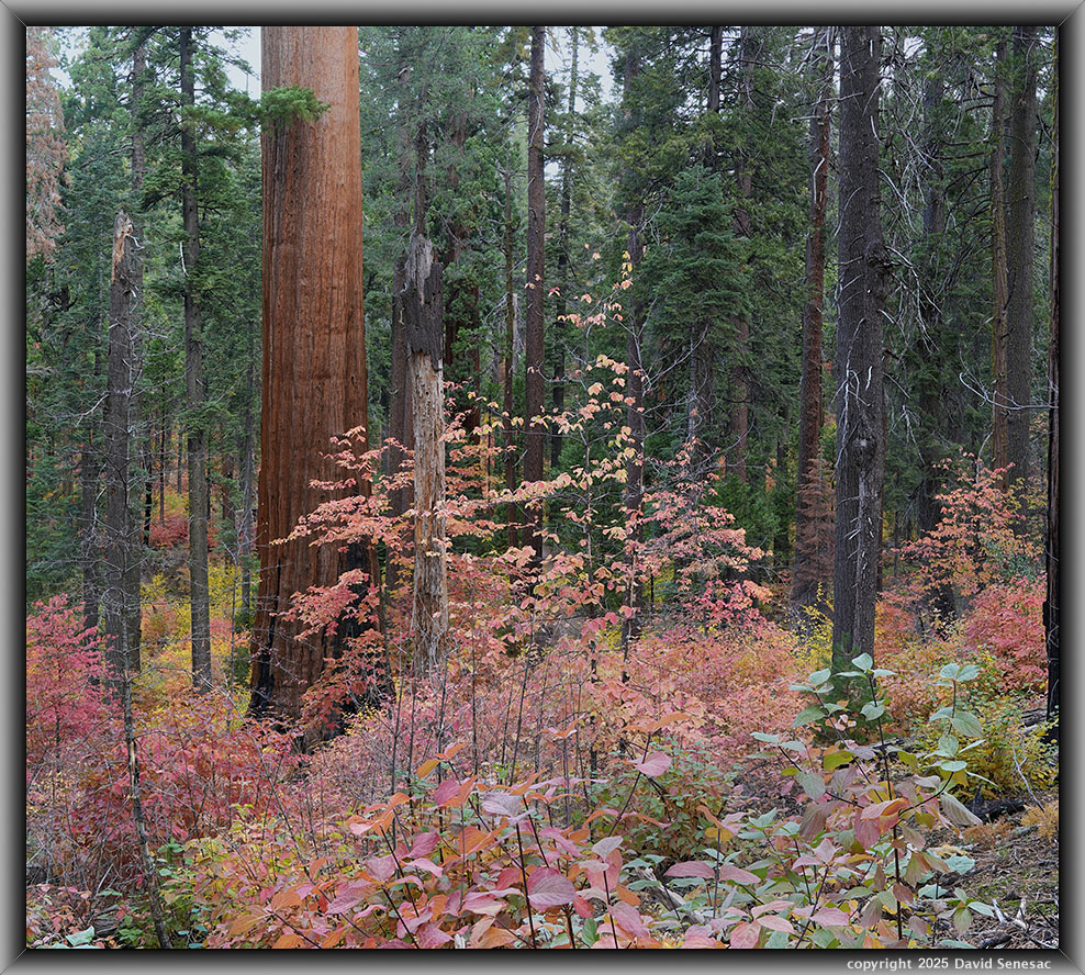 VB05026-05050-2x1v giant sequoia, Pacific dogwood, incense cedar, sugar pine, white fir. VB05026-05050-2x1v