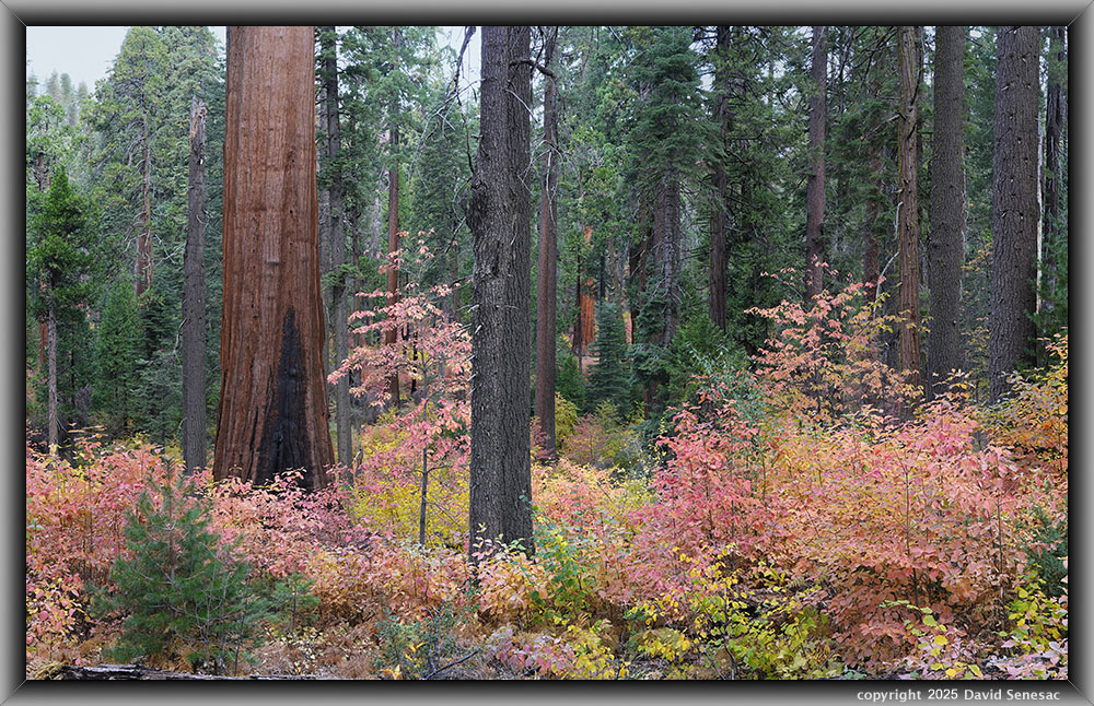 VB05051-05066-3x1v giant sequoia, Pacific dogwood, ponderosa pine, incense cedar, sugar pine, white fir, bracken fern, Pacific yew. VB05051-05066-3x1v