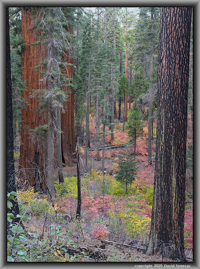 VB05092-96 giant sequoia, Pacific dogwood, incense cedar, sugar pine, white fir, bracken fern. VB05092-96