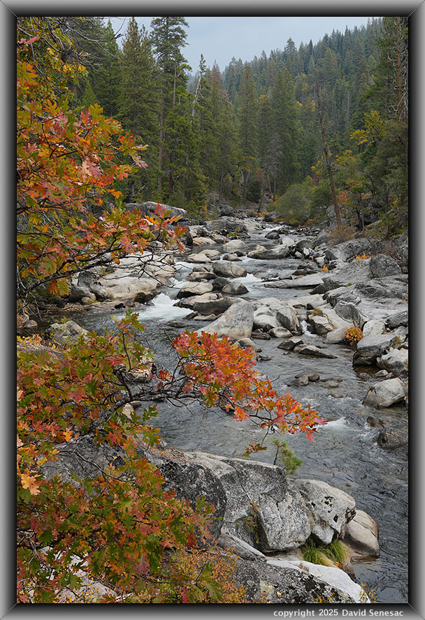 VB05104-13 black oak, incense cedar, sugar pine, ponderosa pine. VB05104-13