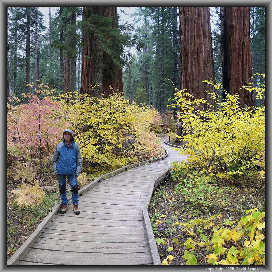 VB05170-05199-2x1v giant sequoia, Pacific dogwood, ponderosa pine, sugar pine, incence cedar, thimbleberry, bracken fern. VB05170-05199-2x1v