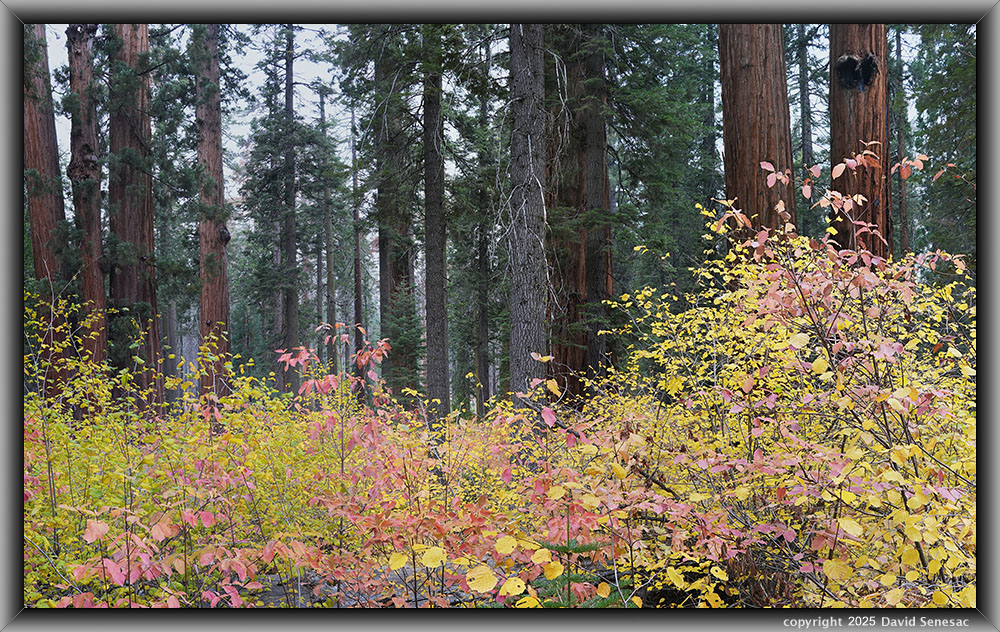 VB05240-05282-3x1v giant sequoia, Pacific dogwood, ponderosa pine, sugar pine, incence cedar, white fir. VB05240-05282-3x1v