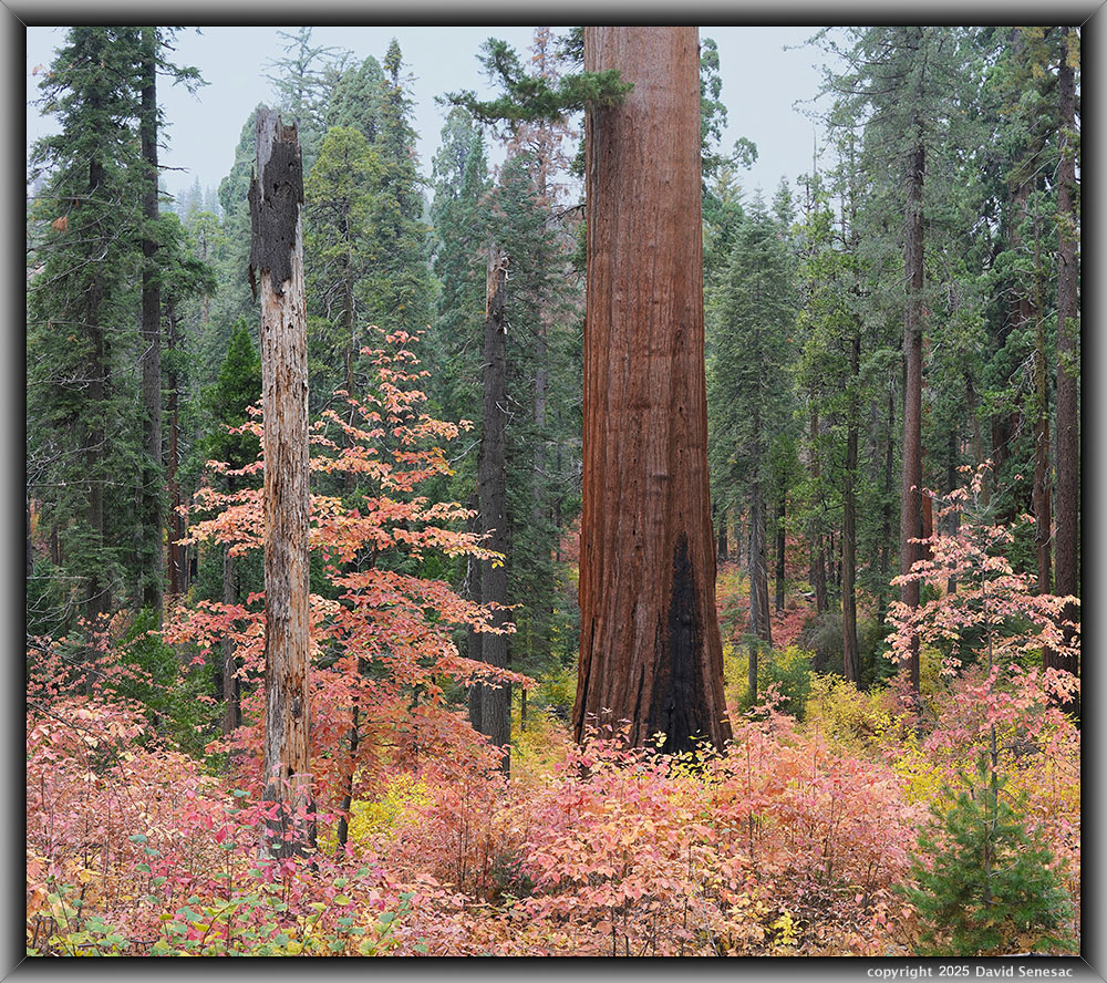 VB05292-05300-2x1v giant sequoia, Pacific dogwood, incense cedar, sugar pine. VB05292-05300-2x1v