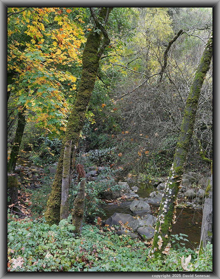 VC05393-05430-2x2v Stevens Creek, big leaf maple, California bay laurel, box elder, blackberry, California buckeye. VC05393-05430-2x2v