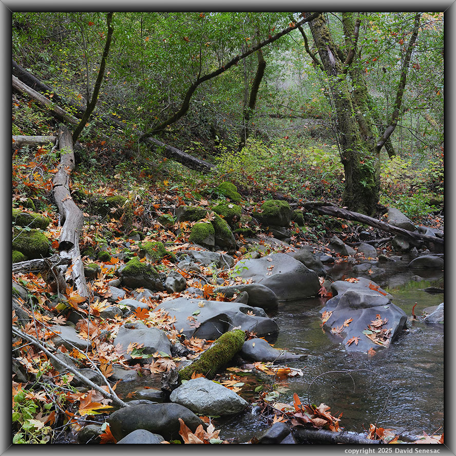 VC05432-05457-2x1v Stevens Creek, big leaf maple, California bay laurel, boxelder, blackberry, thimbleberry, snowberry, coastal wood fern, <b>western sword fern<b>, <i>Polystichum munitum</i>. VC05432-05457-2x1v