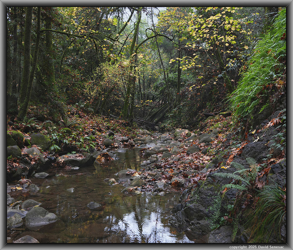 VD05519-05540-2x1v Bodfish Creek, big leaf maple, coast redwood, California bay laurel, black cottonwood, sword fern, coastal wood fern. VD05519-05540-2x1v