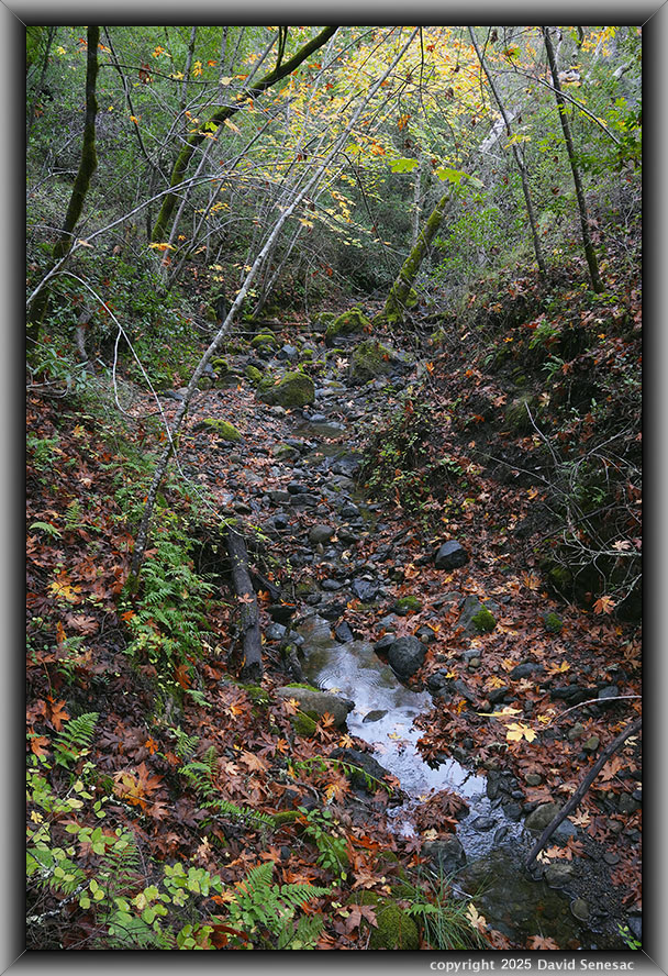 VD05565-76 big leaf maple, coast live oak, California bay laurel, blackberry, snowberry, coastal wood fern. VD05565-76