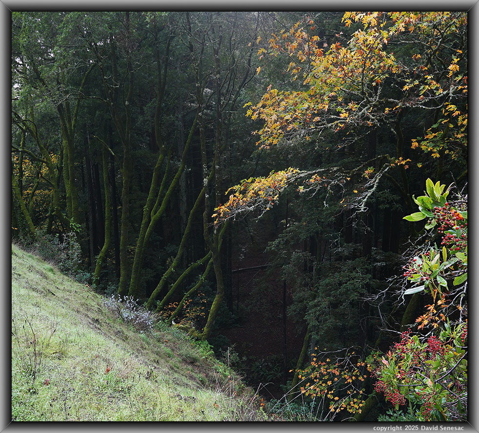 VD05577-05611-1x2h big leaf maple, toyon, coast redwood, California bay laurel, tanbark oak, coastal wood fern. VD05577-05611-1x2h