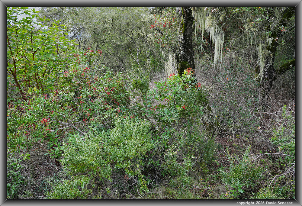 VD05640-50 toyon, Pacific madrone, tanbark oak, lace lichen, coastal wood fern, snowberry, greenshield lichen. VD05640-50
