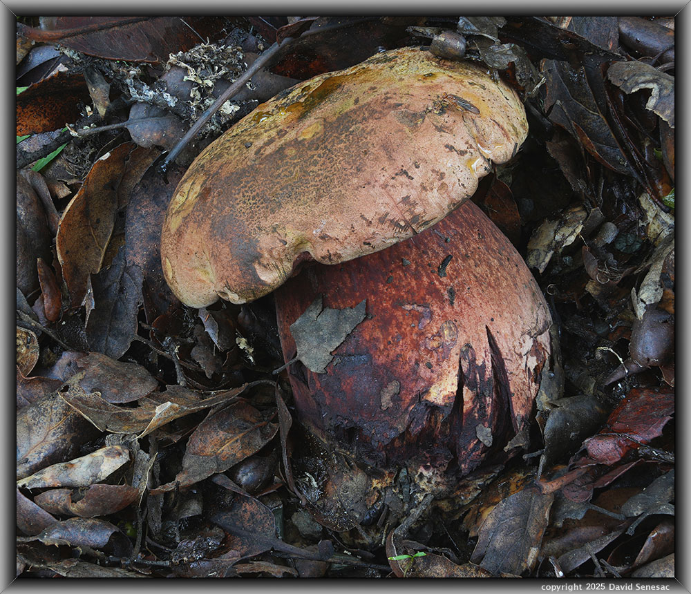 VD05660-09c mushroom. VD05660-09c
