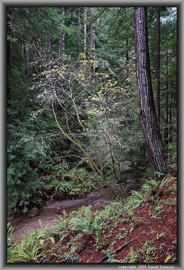 VF06567-71