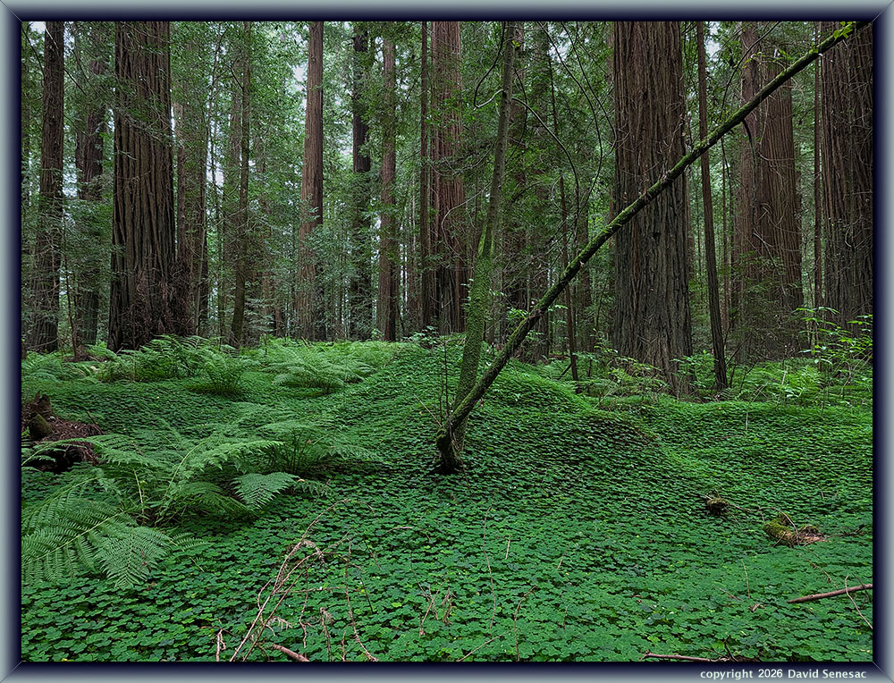 AL-PXL-0538 redwood sorrel, lady fern, coast redwood. AL-PXL-0538